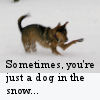 khriskin: (Doginthesnow)