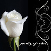 sartorias: (white rose)