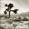 radiojedi: (joshua tree)
