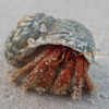 shapeofthings: (Crabby)