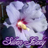 silvan_lady: (SL Hibiscus)