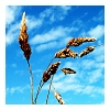 ahundredindecisions: (wheat)