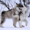ofmonstrouswords: (wolf: cubs being sweet)
