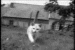 thespos: (Cat walks into Camera)
