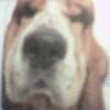 sabremeister: (Basset hound)
