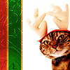 jamie: grumpy cat wearing raindeer ears for winter holidays (holiday)