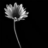 glasslogic: (AA Flower 1)