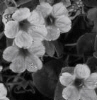 scattereddark: (bw wildflower)
