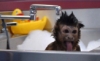 elainetyger: (monkey bath)