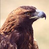 bookofmirrors: (Golden Eagle Profile)