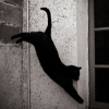 rameau: black cat jumping (black, cat, jumping)