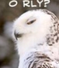 eskanto: (ORLY owl)
