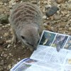 ghoti_mhic_uait: (Meerkat)