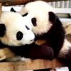 comeclean: (panda kiss)