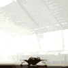 sinfulslasher: (bouncing 'phant)