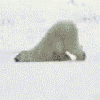 sinfulslasher: (polar bear slide)