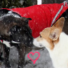 sarine: (<3)