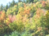 warriorsavant: (Autumn-upstate NY)