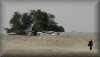 luckylove: (bahrain - tree of life and mark)