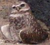melydia: (owl)