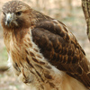 so_hawkward: ([misc] hawk)