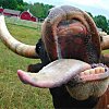 fridayfreckled: (cow tongue 2)