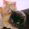 wendelah1: ginger and black cat friends (Shelter cat AU)