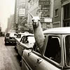 supertights: Image of a llama with it's head out of a car window (Llama)