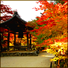 jamie: Japanese tea house surrounded by autumn leaves (autumn)