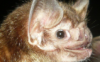 allie_vamp: (vampire bat)