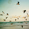chestnutcurls: (beach)