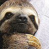 zoocitizen: (Sloth - chillin')