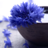 roesslyng: (Flower - Rukkilill)