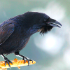 pshaw_raven: (Perched Raven)