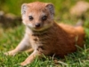 rikkimongoose: (mongoose)