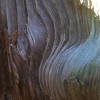 netmouse: (wood swirl)