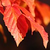 ysilme: Copper beech leaves in autumn. (Autumn)