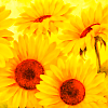 gemspegasus: (Happiness - Sunflowers)