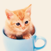 tellemonstar: Stock: kitty in teacup (kitty)