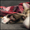 auguris: Close up shot of the bottom of a kitten's foot. (ΦΙΛΗΜΩΝ II)