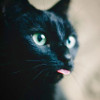 herecomes_thesun: (iconriot @ dw)