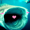 tainry: (whale shark by sugar_and_synth)