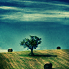 mondegreen: Photo of a tree in the center of a field. (Fallen Tree)
