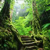 sarantia: (forest staircase roxicons)