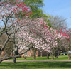 alfreda89: (Peppermint Peach Tree)