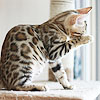 kseenaa: (Cat Wild)