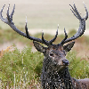dawn_felagund: A stag with broad antlers. (stag)