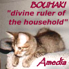 amedia: Brown tabby kitten lying on a barstool with paws hanging down in front. Caption: Bouhaki, divine ruler of the household (bouhaki)