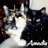 amedia: A calico cat and a black cat cuddling side-by-side on a rocking chair (cuddle)