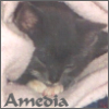 amedia: Very small gray kitten with white paws asleep in a pink blanket. (Baby Pom)